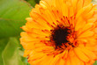 Yellow Daisy Flower Close-up Yellow Daisy Flower Close-up