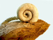 Snail on dead tree