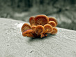 Winter mushroom, toadstool, tree, still life
