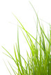 Green Grass Green Grass