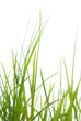 Green Grass