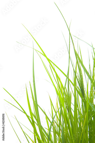 Photo: Green Grass Green Grass