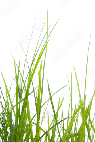 Foto: Green Grass Green Grass