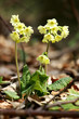 Schlüsselblumen