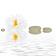Zen Beauty