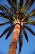 Palme