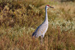 An endangered Sandhill Crane in the tall grass An endangered Sandhill Crane in the tall grass