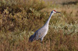 An endangered Sandhill crane alert to it's surroundings An endangered Sandhill crane alert to it's surroundings