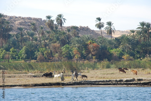 Photo: Herding animals at River Nile Coast of Egypt Herding animals at River Nile Coast of Egypt