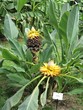 Musella lusiocarpa fleur ananas