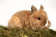bunny bunny