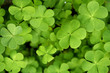 Clover leaves