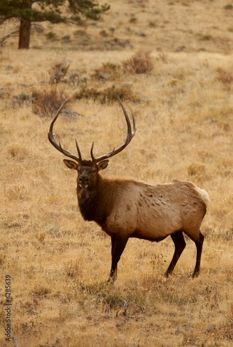 Photo: Elk looking back Elk looking back