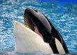 Photo: WHALE WHALE