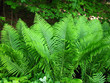 Fern Osmunda cinnamomea Fern Osmunda cinnamomea