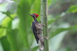Pájaro Carpintero