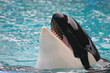 kiler whale teeth