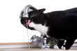 Cat drinking from the kitchen sink with the tap turned on Cat drinking from the kitchen sink with the tap turned on