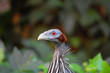 Vulturine Guineafowl on alert.