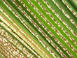 palme latanier palme latanier