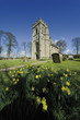 daffodil