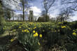 daffodil