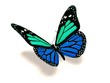 3D turquoise and blue butterfly