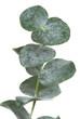 Eucalyptus leaf 