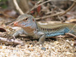 Reptile British Virgin Islands Reptile British Virgin Islands