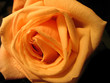 yellow rose yellow rose