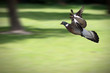 pigeon