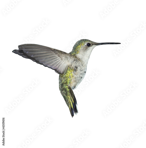 Flying Ruby-throated Hummingbird on white