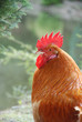 cockerel