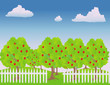 Illustration: vector illustration of an apple orchard vector illustration of an apple orchard