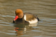 Nette rousse