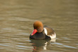 Nette rousse