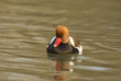 Nette rousse