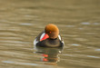 Nette rousse