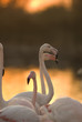 Flamand rose