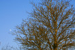 Lune de Jour