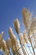 Graminée des pampas