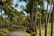 allee de cocotier martinique allee de cocotier martinique