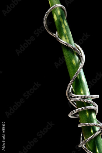 Photo: Conceptual macro-photo of the fresh bamboo tied by metal hose Conceptual macro-photo of the fresh bamboo tied by metal hose