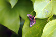 little butterfly on leaf