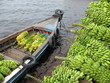 Bananenanlieferung in Manaus