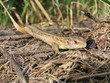 lizard