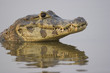 Spectacled caiman (Caiman crocodilus), Pantanal, Brazil Spectacled caiman (Caiman crocodilus), Pantanal, Brazil