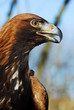 Foto: Adlerprofil Adlerprofil