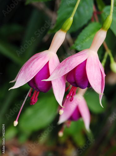 Photo: a close up of fuscia flowers in a garden a close up of fuscia flowers in a garden