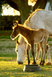 Photo: A young foal with mother. A young foal with mother.